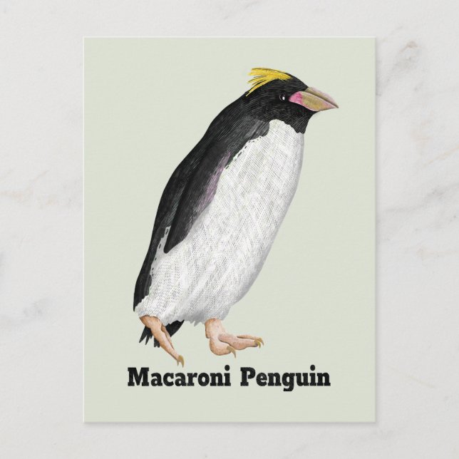 Palaeeudyptes Extinct Penguin Postcard (Front)