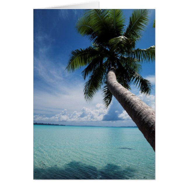 Palau, Micronesia, Palm tree at Palau Lagoon (Front)