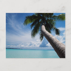 Palau, Micronesia, Palm tree at Palau Lagoon Postcard