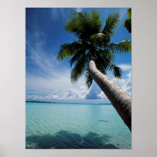 Palau, Micronesia, Palm tree at Palau Lagoon Poster
