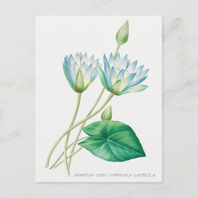 Pale Blue Lotus Flower Botanical Illustration Postcard (Front)
