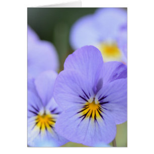 Pale Blue Pansies