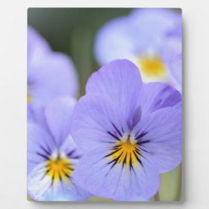 Pale Blue Pansies Plaque