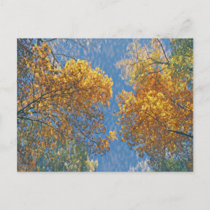 Pale Fall Postcard