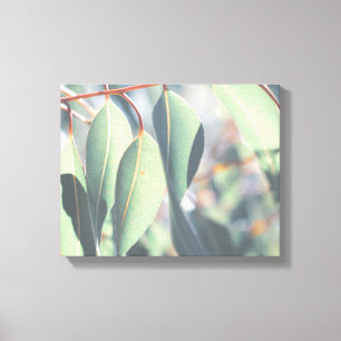 Pale Green Eucalyptus Tree Leaves Canvas Print