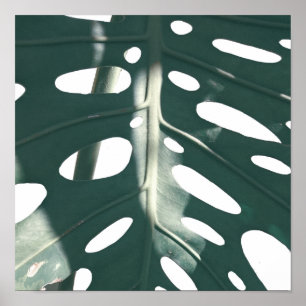 Pale Green Pastel Swiss Cheese Plant Poster