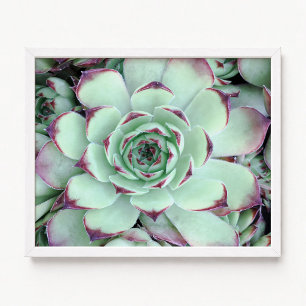 Pale Green with Purple Succulent Close-Up Photo Poster