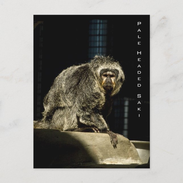 Pale Headed Saki Postcard (Front)