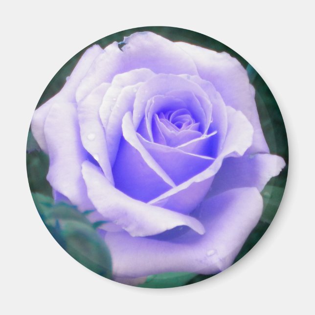 Pale Lavender Rose magnet (Front)