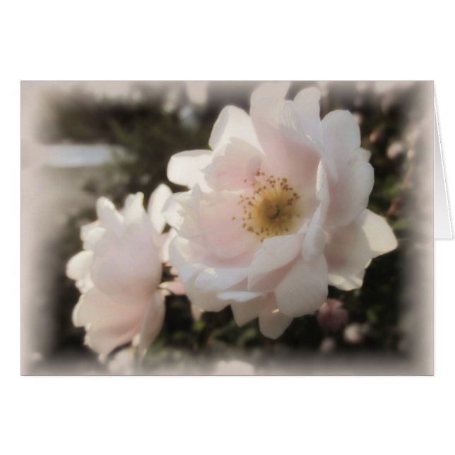 Pale Old Fashioned Roses (Front Horizontal)