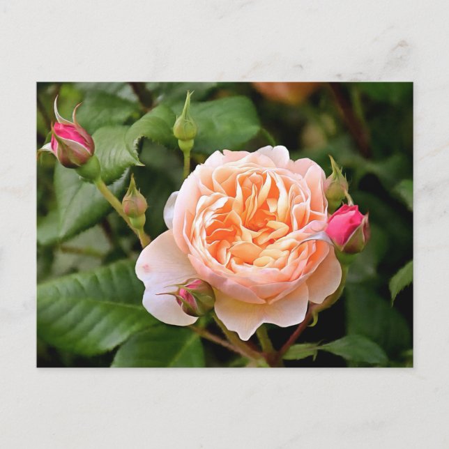 Pale Orange Rose and Buds Postcard (Front)