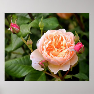 Pale Orange Rose and Buds Poster