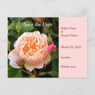Pale Orange Rose and Buds Save the Date Announcement Postcard