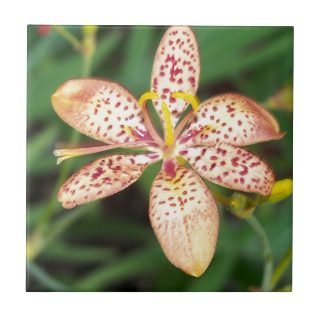 Pale orange spotted Blackberry lily Tile (Front)