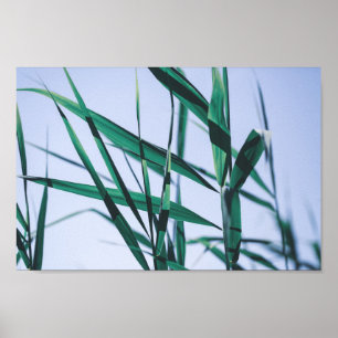 Pale Pastel Green Grass Reeds Poster