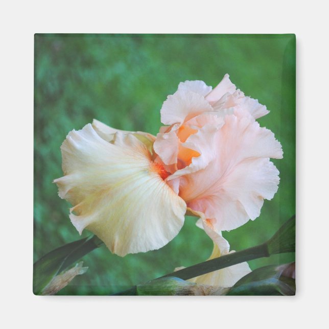 Pale Peach Iris Magnet (Front)