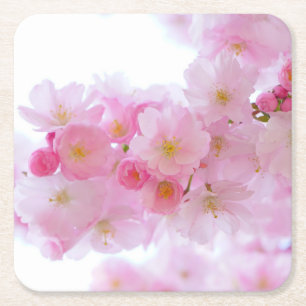 Pale Pink Cherry Blossoms Square Paper Coaster
