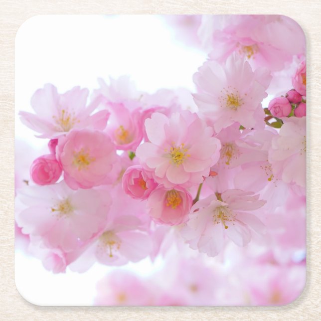 Pale Pink Cherry Blossoms Square Paper Coaster (Front)