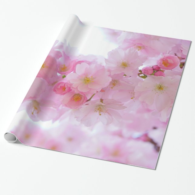 Pale Pink Cherry Blossoms Wrapping Paper (Unrolled)