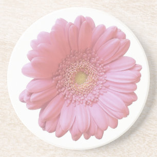 Pale pink gerbera daisy coaster