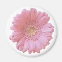 Pale pink gerbera daisy