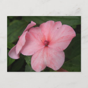 Pale Pink Impatiens Flower Postcard