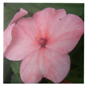 Pale Pink Impatiens Flower Tile