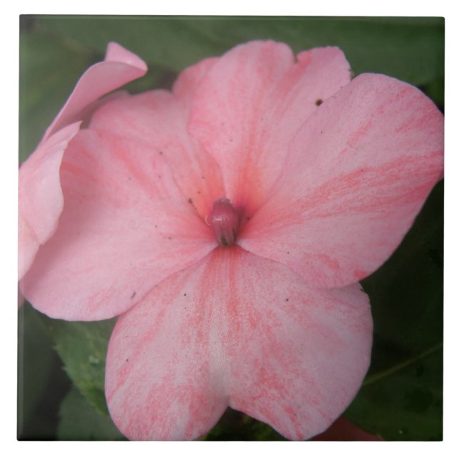 Pale Pink Impatiens Flower Tile (Front)