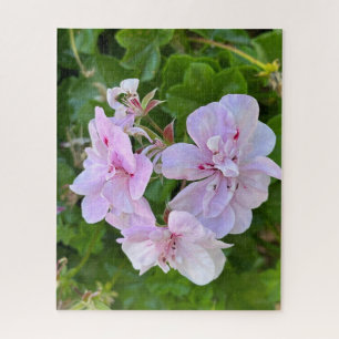 Pale Pink Ivy Geranium, Oakland Jigsaw Puzzle