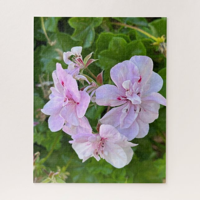 Pale Pink Ivy Geranium, Oakland Jigsaw Puzzle (Vertical)