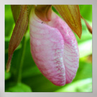 Pale Pink Lady Slipper Orchid Flower Close Up 