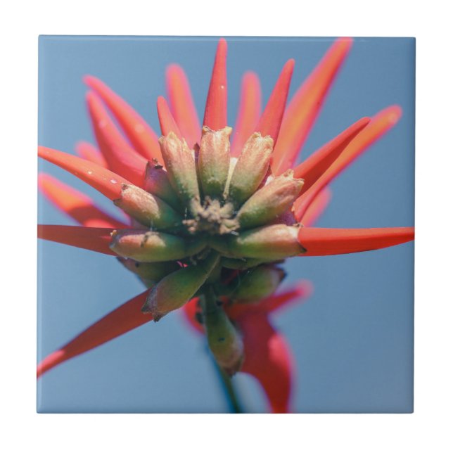 Pale Pink Red Erythrina Flower Tile (Front)