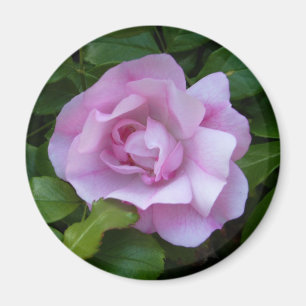 Pale pink rose magnet