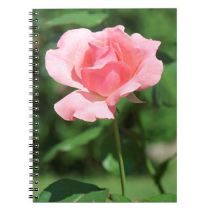Pale pink rose notebook