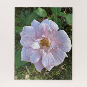 Pale Pink Rose, Oakland Jigsaw Puzzle