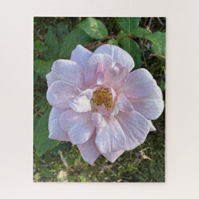 Pale Pink Rose, Oakland Jigsaw Puzzle (Vertical)