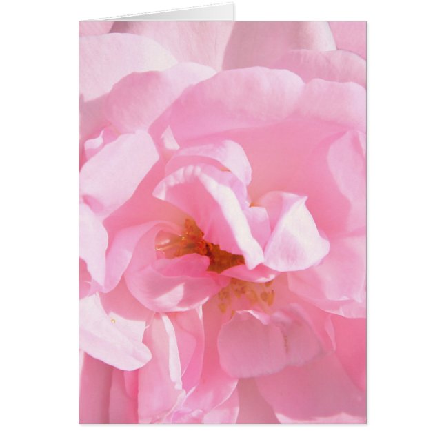 pale pink rose petals (Front)