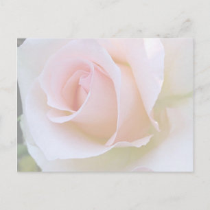 pale pink rose postcard