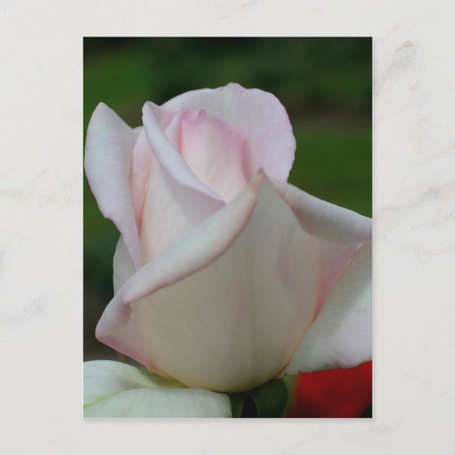 Pale Pink Rosebud Flower Postcard (Front)