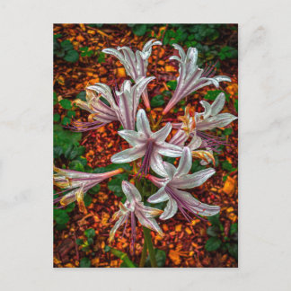 Pale Pink Spider Lilies Cluster Close Up Postcard