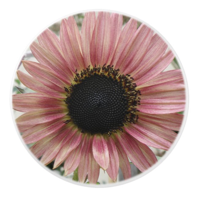 Pale Pink Sunflower Ceramic Knob (Front)