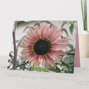 Pale Pink Sunflower Get Well Soon Big Custom Card