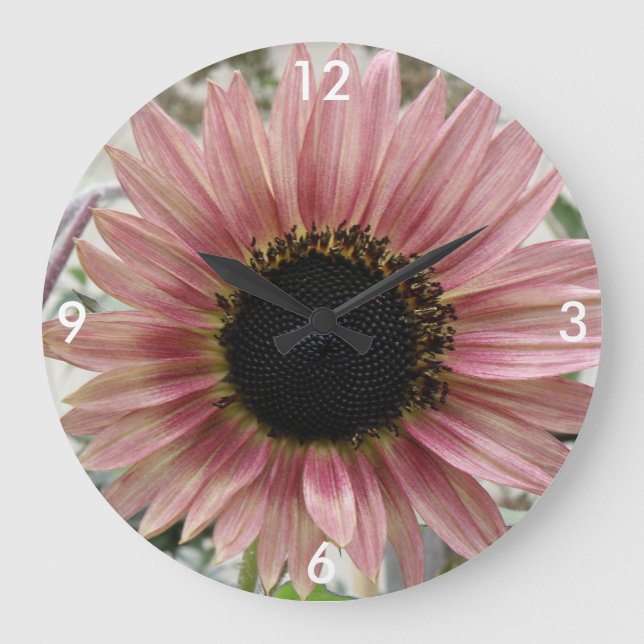 Pale Pink Sunflower Large Clock (Front)