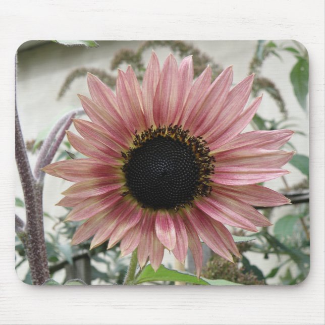 Pale Pink Sunflower Mousepad (Front)
