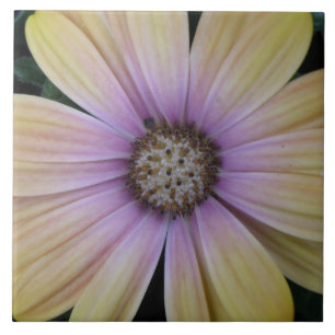 Pale Pink Sunflower Tile