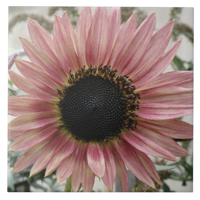Pale Pink Sunflower Tile (Front)