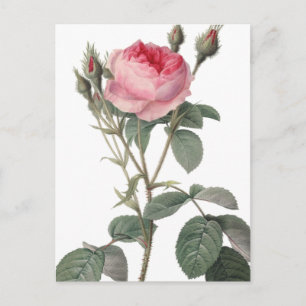 Pale pink vintage roses painting postcard