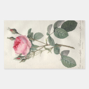 Pale pink vintage roses painting rectangular sticker
