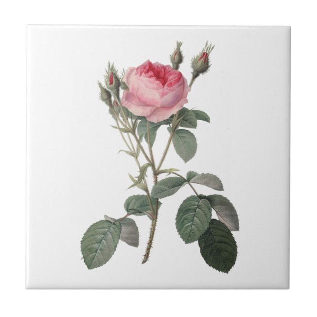 Pale pink vintage roses painting tile (Front)