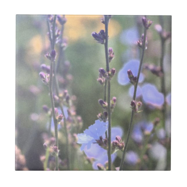 Pale Purple Blue Chicory Plant Flowers Tile (Front)
